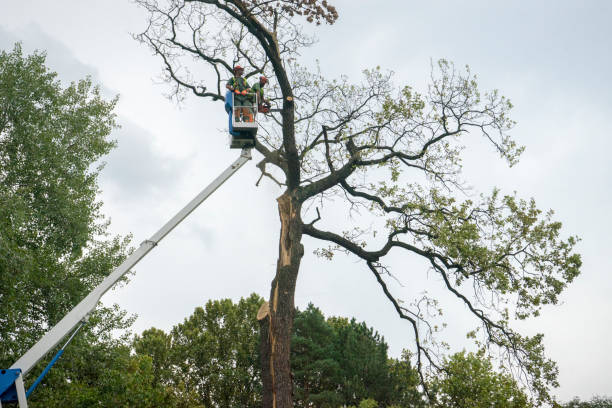 How Our Tree Care Process Works  in  Chillicothe, IL